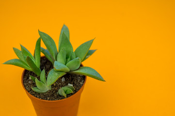 Plant on orange.Tropical Greens minimal art design