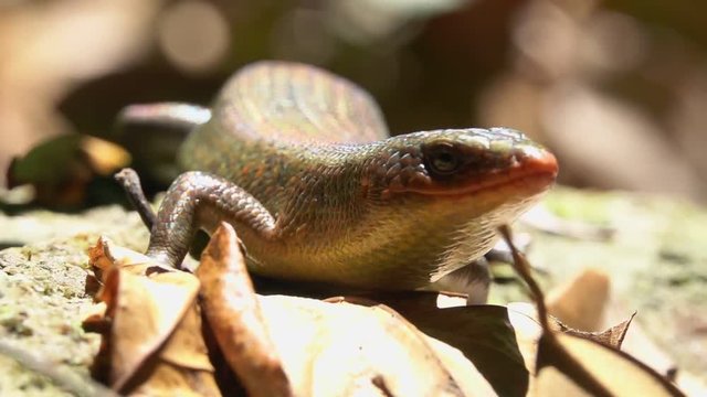Many-lined or Common Sun Skink (Eutropis multifasciata) in Forest