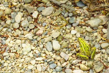 Bright Green Spotted Northern Leopard Frog Sitting on Smooth Pebbles