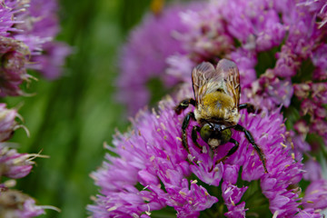 Fuzzy Yellow and Black Bumblebee with Bright Shiny Eyes Visiting Purple Ornamental Onion Allium Blossom