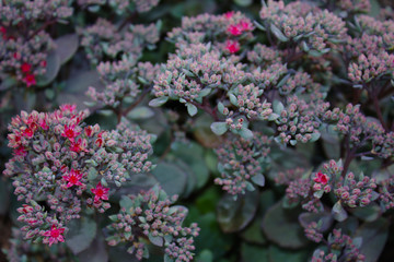 Soft Sage Blue Sedum Plant Buds Beginning to Open to Reveal Brilliant Pink Flowers