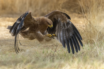 spanish imperial eagle