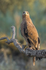 spanish imperial eagle