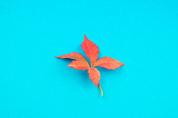 Multicolored autumn leaf on a soft blue background