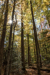 tall trees with yellow leaves in autumn