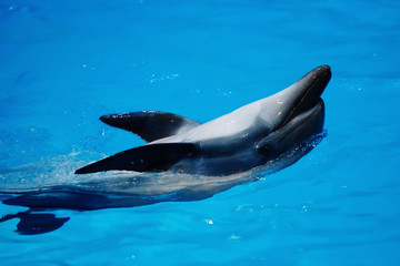 Sea animals swim in the dolphinarium in blue water.