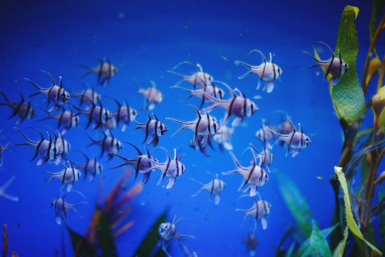 Colorful aquarium fish, algae and corals in the dark blue water in the oceanic center.