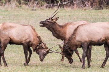 elk in field locking horns