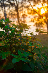 Plants nearby Brisbane city in Queensland, Australia.. Australia is a continent located in the south part of the earth.