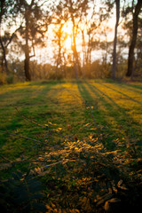 Obraz premium Plants nearby Brisbane city in Queensland, Australia.. Australia is a continent located in the south part of the earth.