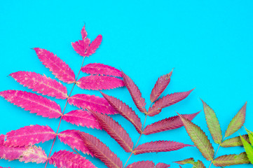Multicolored autumn leaf on a soft blue background