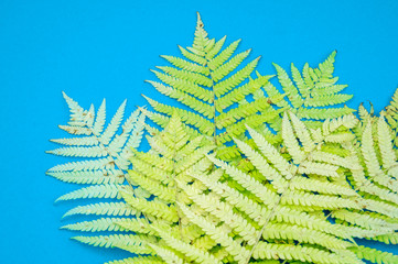 Yellow autumn leaf fern on a blue background