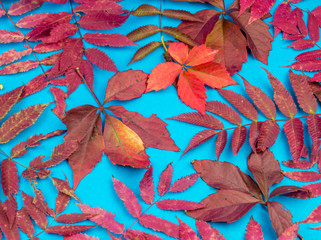 Multicolored autumn leaf on a soft blue background