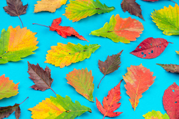 Fototapeta na wymiar Multicolored autumn leaf on a soft blue background