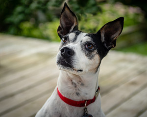 Portrait of a terrier dog looking up.