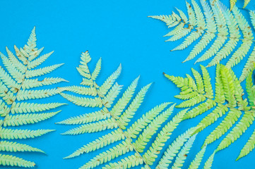 Yellow autumn leaf fern on a blue background