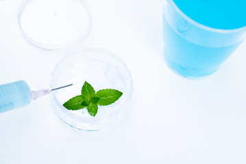 Scientist testing mint leaf in the lab