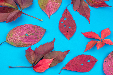Multicolored autumn leaf on a soft blue background