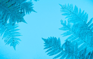Blue autumn leaf fern on a soft blue background