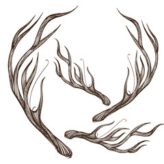 Hand drawn deer antlers. Vector illustration isolated on white background.