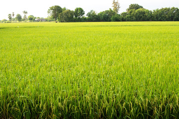 Rice fields