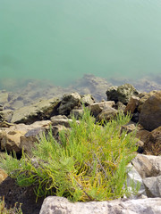 arbustos en primavera en el lago del jardín del parque