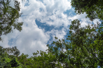 The Sky and The Trees