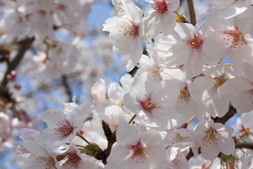 Obraz premium 日本の桜