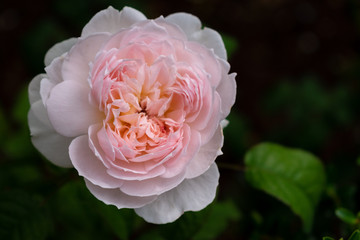 White Pink Rose