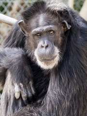 Chimpanzee Sitting Staring