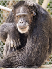 Chimpanzee Chimp Sitting Staring