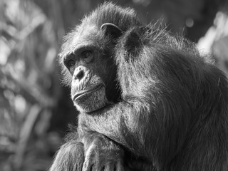 Chimpanzee Monkey Sitting Thinking