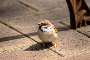 Sparrow