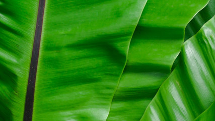 Shiny green leaves texture background. Green leaf in tropical forest. Green leaves with beautiful pattern in jungle for organic concept. Natural plant in tropic zone. Nature background. Green backdrop