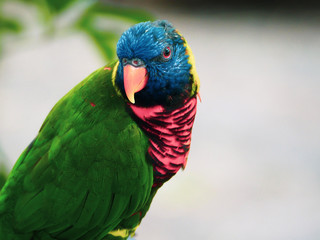 Colorful Young Lorikeet Parrot