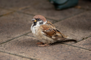 Sparrow