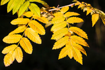 Yellow bright leaves in sunlight. Golden autumn. The rays of the Sun fall on the leaves. Colorful leaves of Rowan