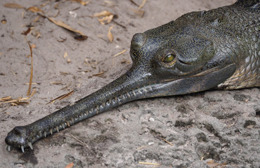 Green-eyed Crocodile lying in the Sand