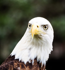 Closeup of American Bald Eagle Head