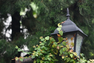 lamp cover by plant on the wall