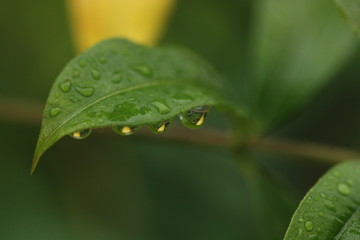 leaf of plant with rain drop blur background
