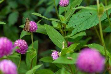 Butterfly on a Flower