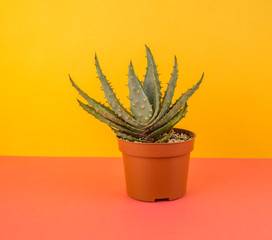 Cactus aloe on a yellow background