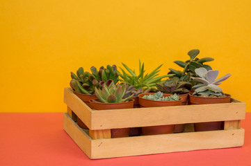 Cactus in a wooden box on a pink table