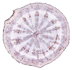 radish root - cross section cut under the microscope – microscopic view of plant cells for...