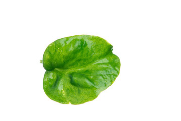 Fresh Watercress  on white background
