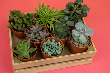 Cactus in a wooden box on a pink table