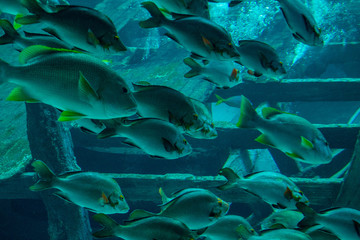 Obraz na płótnie Canvas shoal of fish