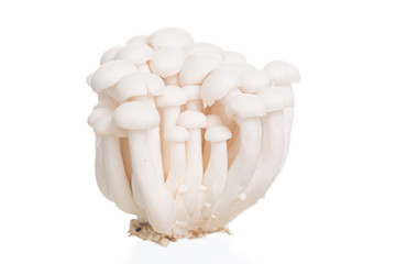 White beech mushrooms or Shimeji mushroom on white background