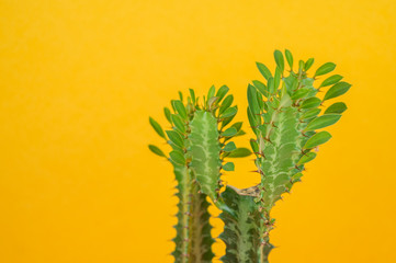 Cactus spurge on a yellow background